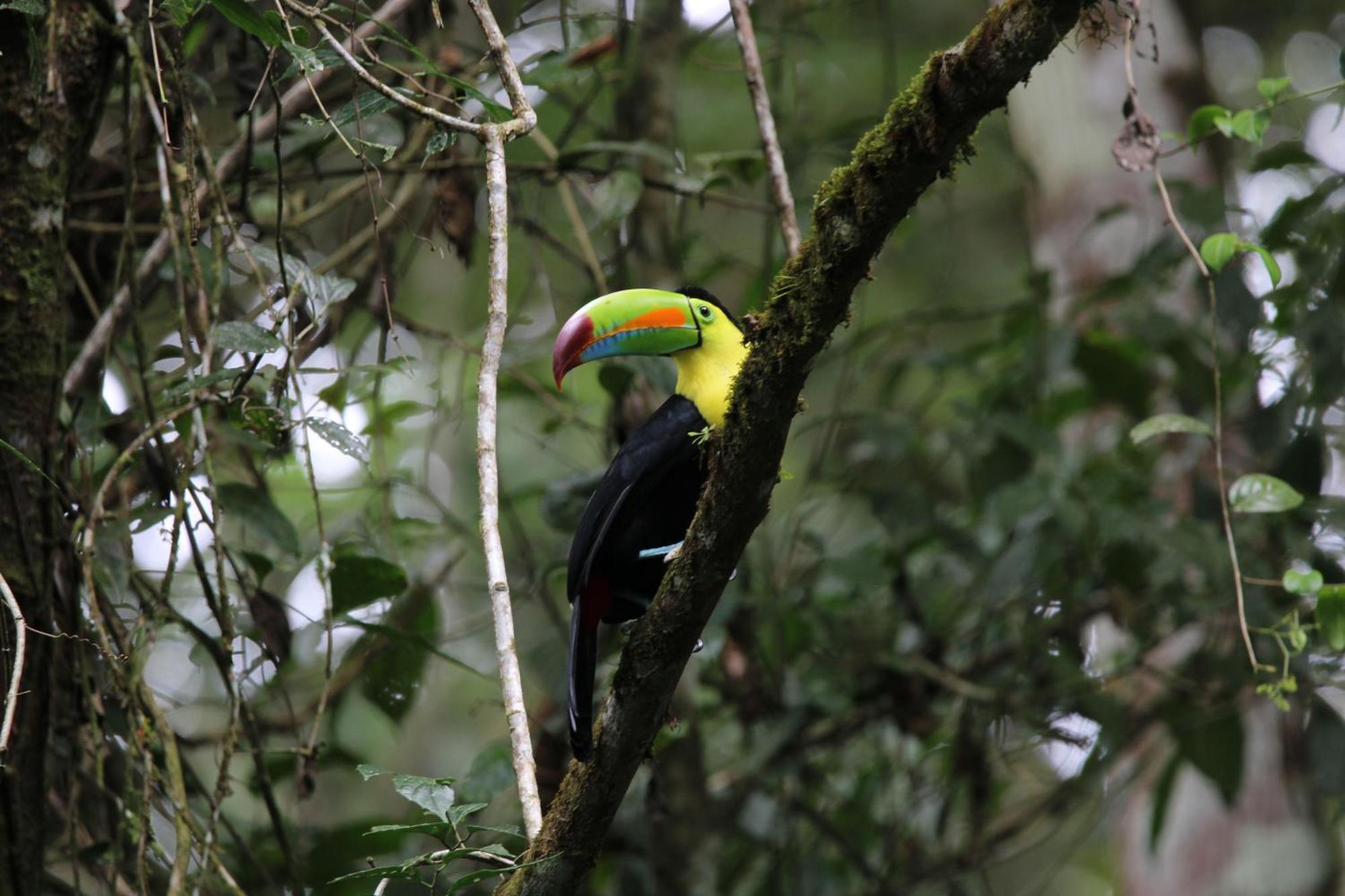 Serenity Rainforest Condos La Fortuna Dış mekan fotoğraf